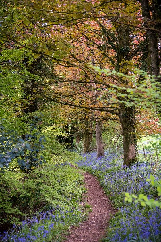 One of the many walks in and around Beaminster